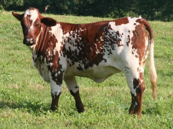 PB heifer, 15 months