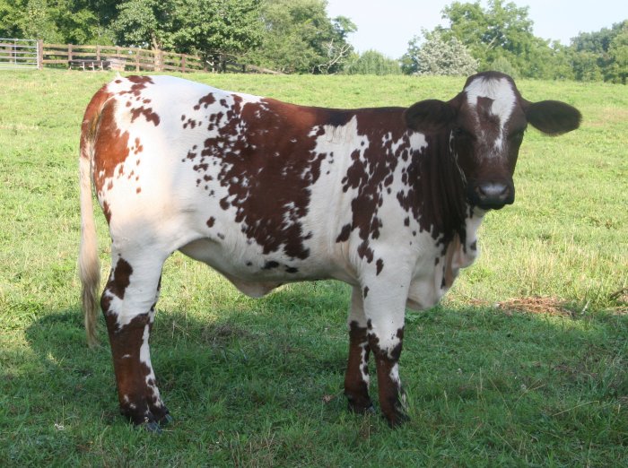 PB heifer, 15 months