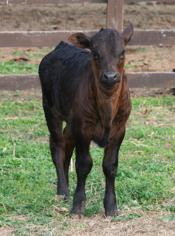 2x heifer, 7 weeks