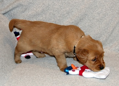 puppy at 4 weeks