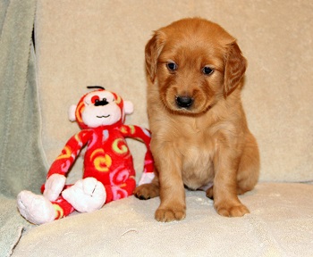 puppy at 5 weeks