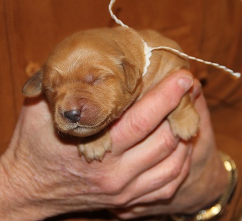 puppy