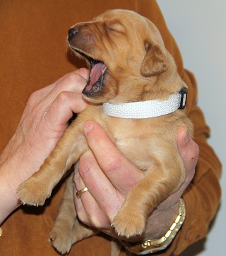 puppy at 2 weeks