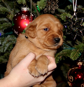 puppy at 3 weeks